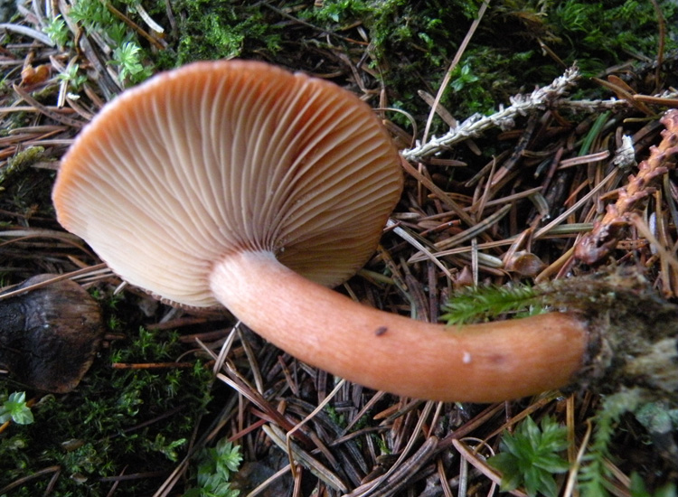 Clitocybe sinopica?